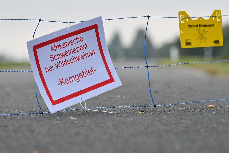 Der aufgestellte Zaun an der Grenze zu Polen gegen die Afrikanische Schweinepest ist nicht wirksam genug.