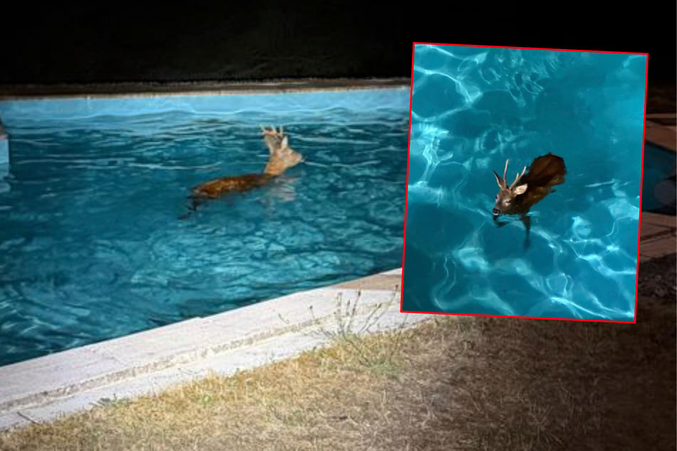 Anwohner hört Plätschern in der Nacht: Feuerwehr rettet Rehbock aus Pool