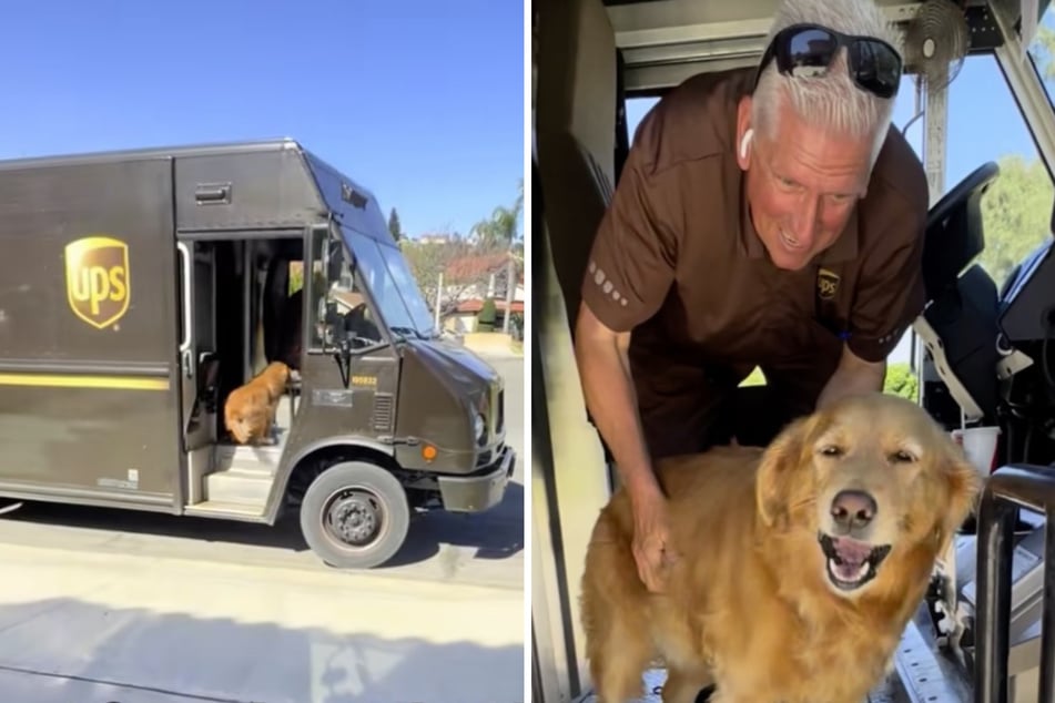 Golden-Retriever-Dame Abbey wartete täglich auf UPS-Mann Ed, um ihn gebührend zu begrüßen.