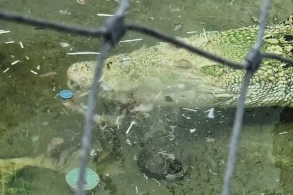 Tierschützer machen sich Sorgen um das Reptil.