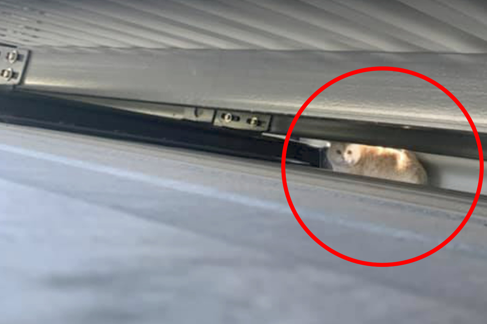 Wie der freche Kater in die Lärmschutzverkleidung kam, bleibt wohl sein Geheimnis.
