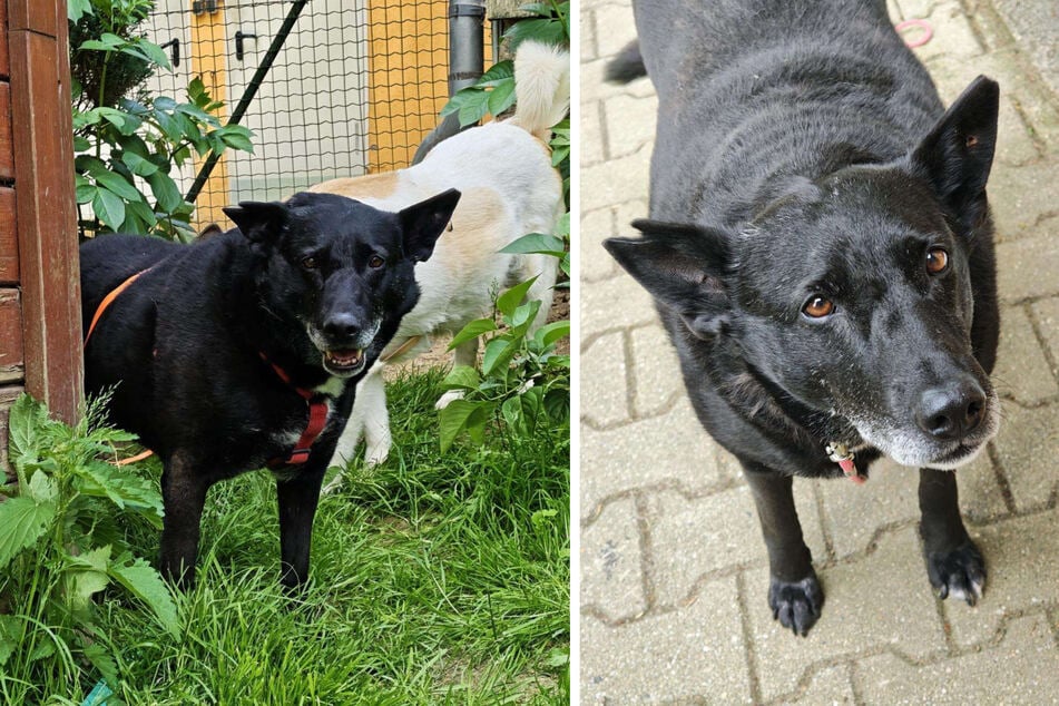 Mit ihrem Hundeblick wickelt Buna einfach jeden um die Pfote.