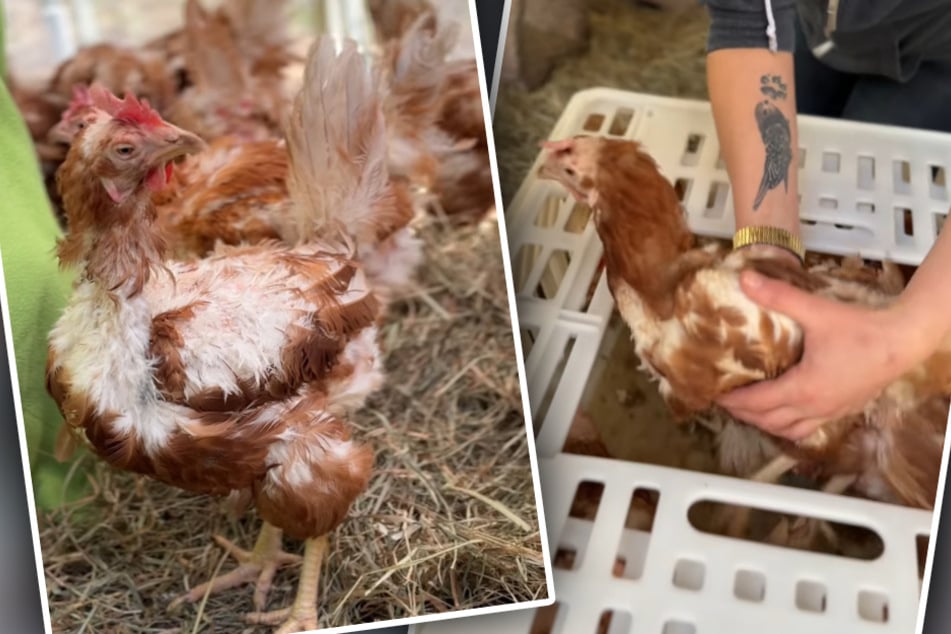 Die Hennen wären beinahe beim Schlachter gelandet.