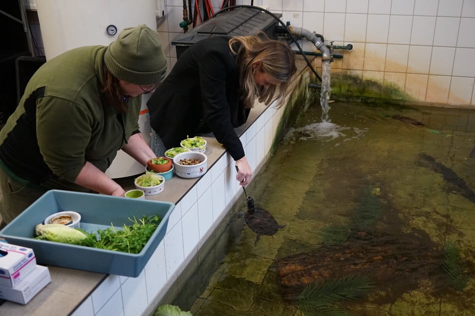 Auch mehrere Wasserschildkröten, darunter diese Höckerschildkröte, warten im Tierheim auf ein artgerechtes Zuhause.