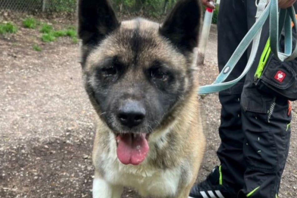 American Akita Elli kam ins Tierheim Köln-Dellbrück, weil ihr Besitzer sich aus gesundheitlichen Gründen nicht mehr um sie kümmern konnte.