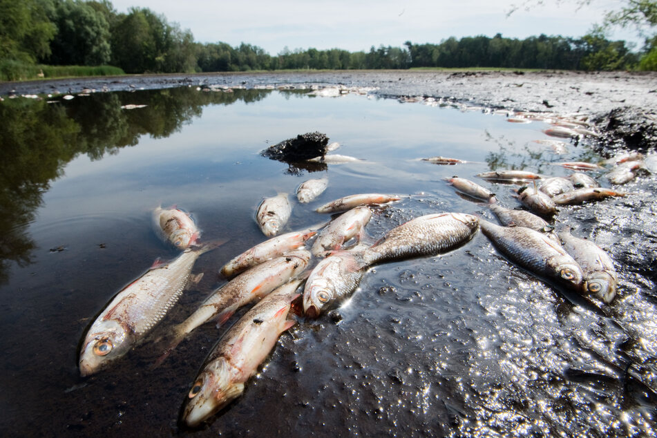 Möglicherweise starben die Fische durch eine giftige Substanz im Wasser. (Symbolbild)