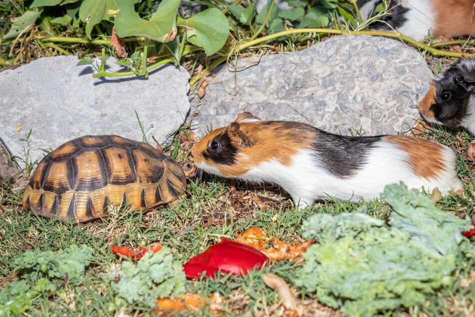 Sieht zwar süß aus, kann für Schildkröten aber gefährlich werden.