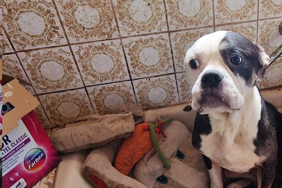 Hunde, Katzen und Kaninchen: 49 Tiere aus Horror-Haushalt gerettet, Zustände lassen Atem stocken