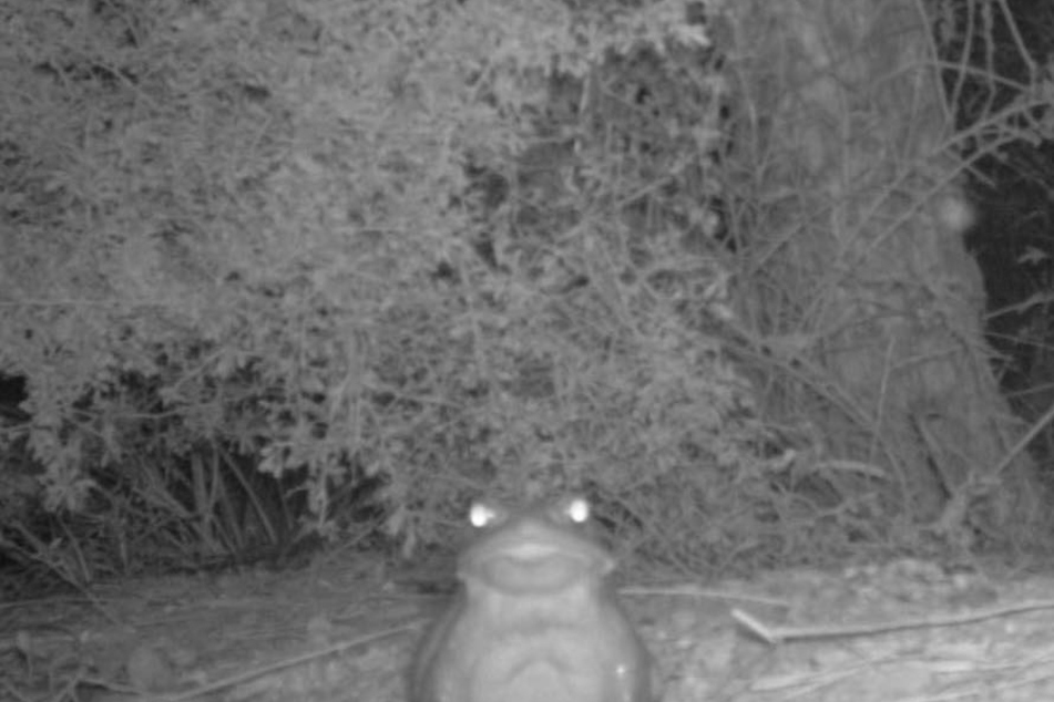 The National Park Service described this Sonoran Desert Toad as something that's "staring into your soul."