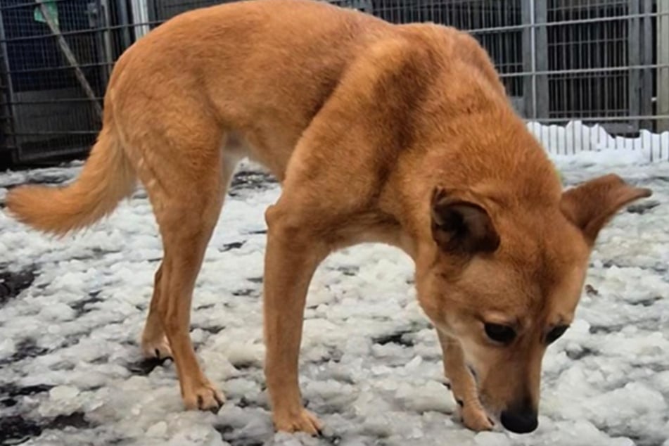 Die Hündin benötigt etwas Zeit, um sich in ihrer neuen Umgebung wohlzufühlen und Vertrauen zu fassen.