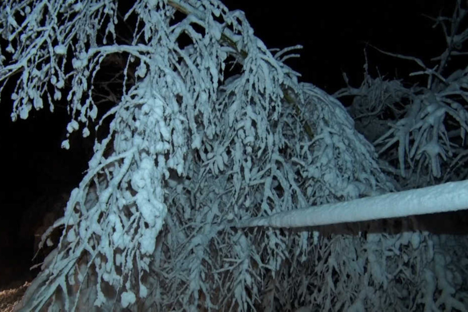 Bereits seit Mittwoch sind die Bäume an die Belastungsgrenze gestoßen. Doch es kündigt sich noch mehr Schnee an.
