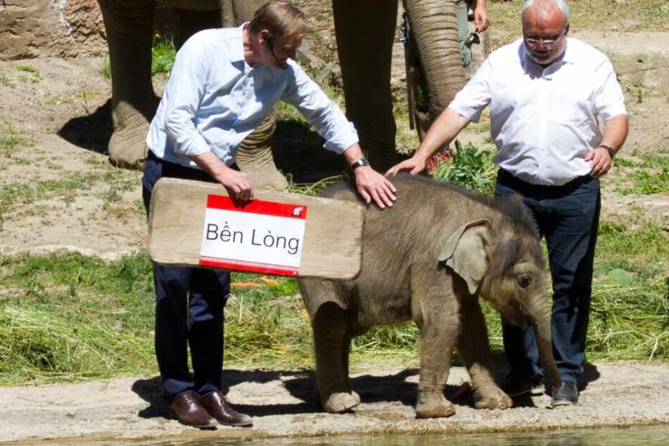 Oberbürgermeister Burkhard Jung (l.) und Zoodirektor Jörg Junhold gaben am 3. Juni den Namen des kleinen Bullen bekannt.