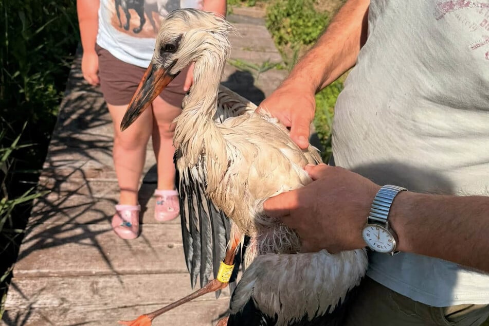Der Jungstorch konnte nach seinem missglückten Flugversuch gerettet werden.
