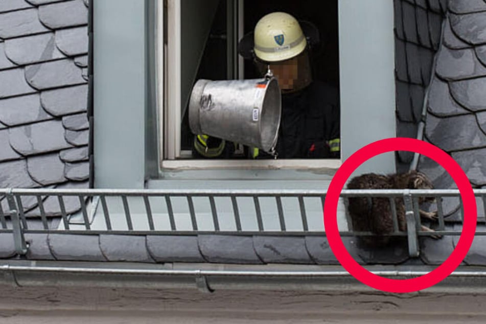 Auf dem Dach entkam der Waschbär den Feuerwehrleuten noch.