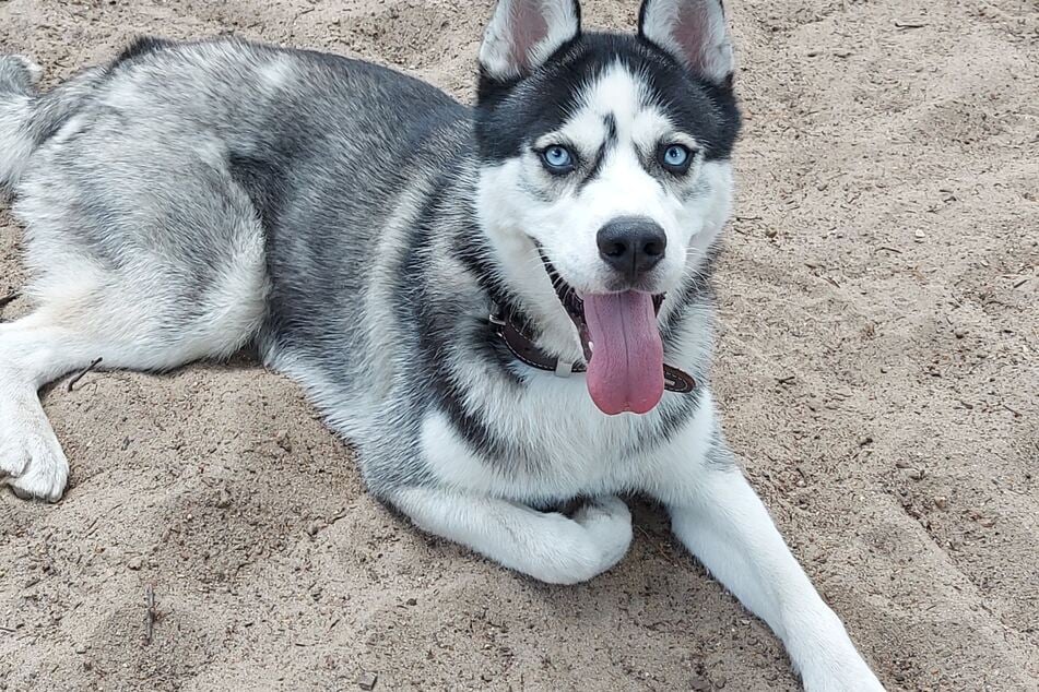 Husky Leo ist gerne draußen in der Natur unterwegs.