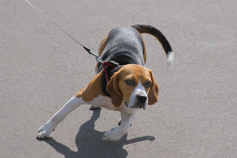 Ein Hund zog ein Mädchen im Erzgebirge auf die Straße. Die Neunjährige wurde daraufhin von einem Auto erfasst. (Symbolbild)