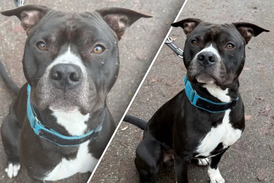 Junger Hund genießt jede Form von Zuwendung: Tierretter schwärmen von seinem lieben Wesen