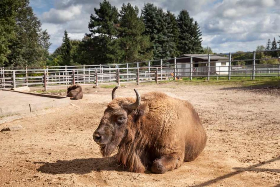 Auch im Tierpark Hirschfeld läufts rund. Das hat man sicher auch den Wisents zu verdanken.