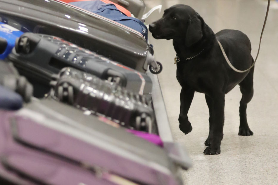 Einsatz von Spürhunden zwingend notwendig: Der Frankfurter Flughafen gilt als Drehkreuz für weltweiten Drogenschmuggel.