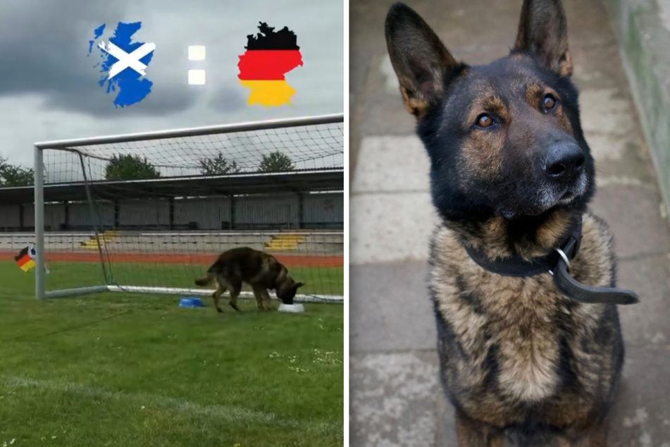 Tierheim-Hund Charly spielt Orakel für die Fußball-EM - und tippte richtig!