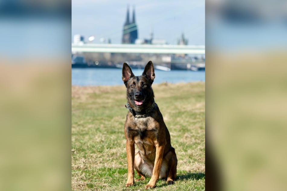 Durch ihre Hilfe hat sich Ciri am Ostermontag das ein oder andere Leckerchen verdient.