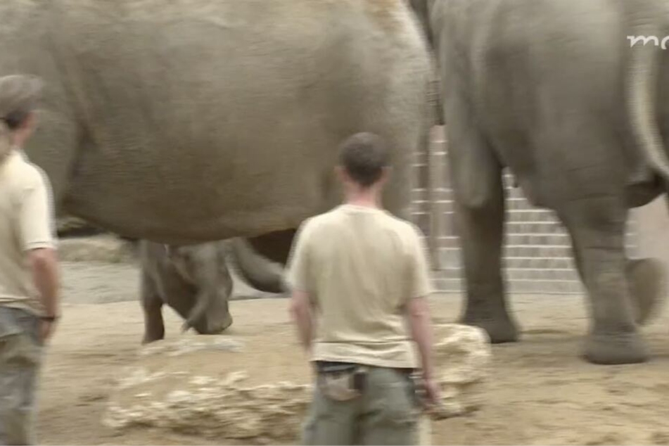 Während der Nahrungsaufnahme pirschte sich Ben Long von hinten an Tante Trinh heran. Die quittierte die Aktion mit einem kraftvollen Rüsselschlag.
