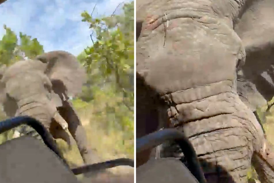Das Video auf X zeigt, wie der aggressive Elefantenbulle die Touristen angreift.