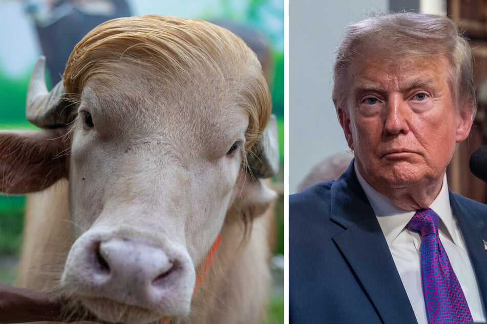 Wegen seiner blonden Mähne wurde der Büffel nach dem US-Präsidenten Donald Trump (79) benannt.