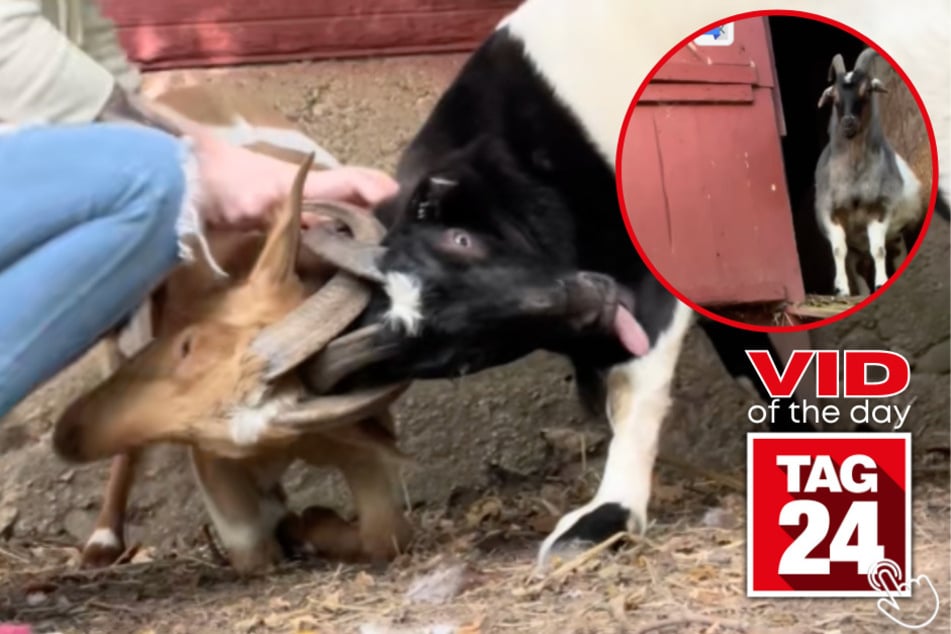 Today's Viral Video of the Day shows a couple of twin goats who got themselves in a little bit of a pickle while their owner was away.