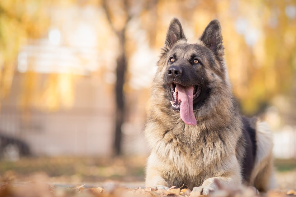 German shepherds are not only popular family dogs, but great guard dogs too.