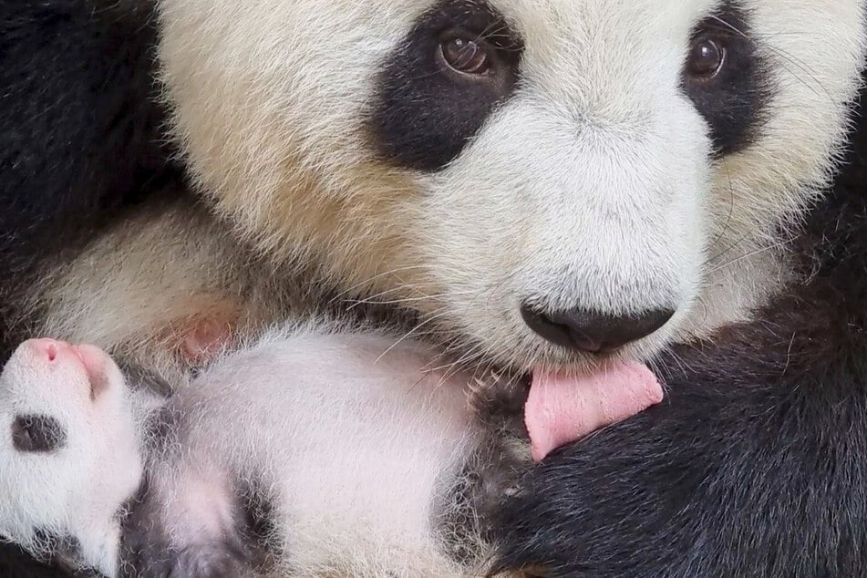 Panda-Mama Meng Meng kümmert sich um eines ihrer Babys.