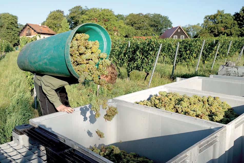 In der Radebeuler Einzellage "Paradies" startet Wackerbarth mit der Goldriesling-Weinlese.