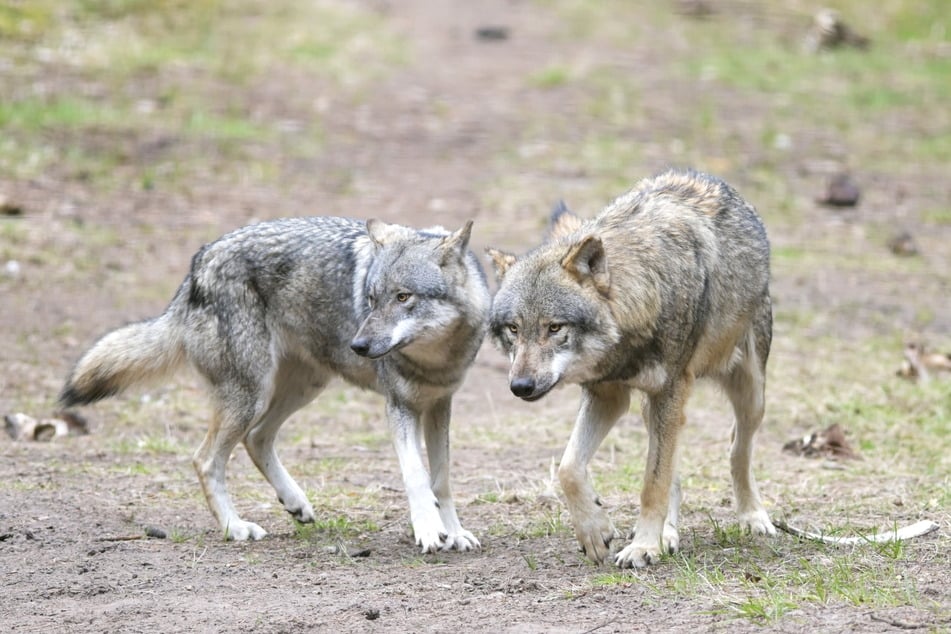 Siedeln sich im westlichen Erzgebirge Wölfe bald dauerhaft an? Experten rechnen damit (Symbolbild).