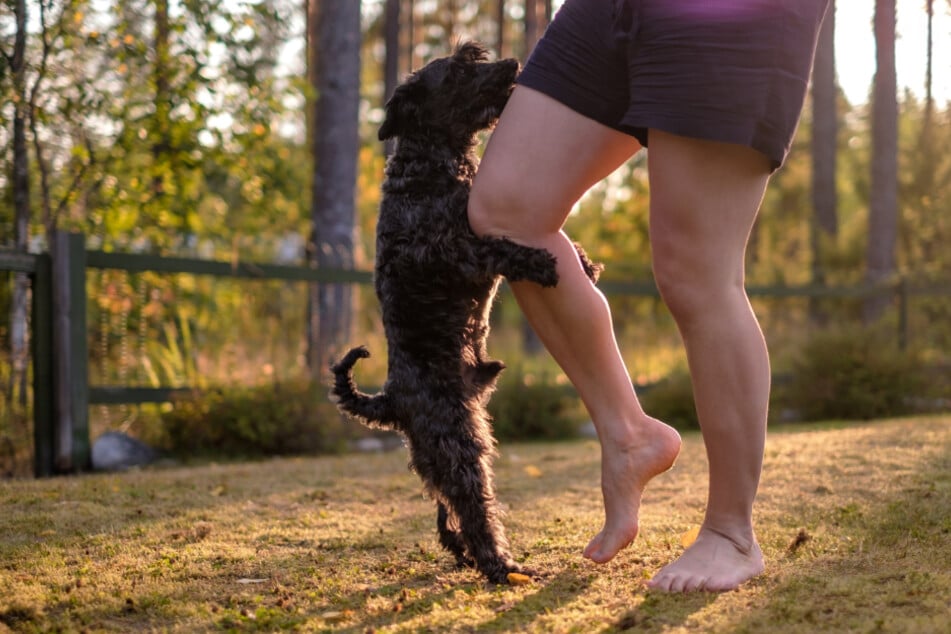 Wenn Hunde ihre Besitzer besteigen und deren Beine rammeln, dann kann das für Hundehalter peinlich und irritierend sein.