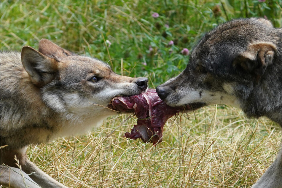 Zwei Wölfe reißen sich um ein Stück Fleisch.
