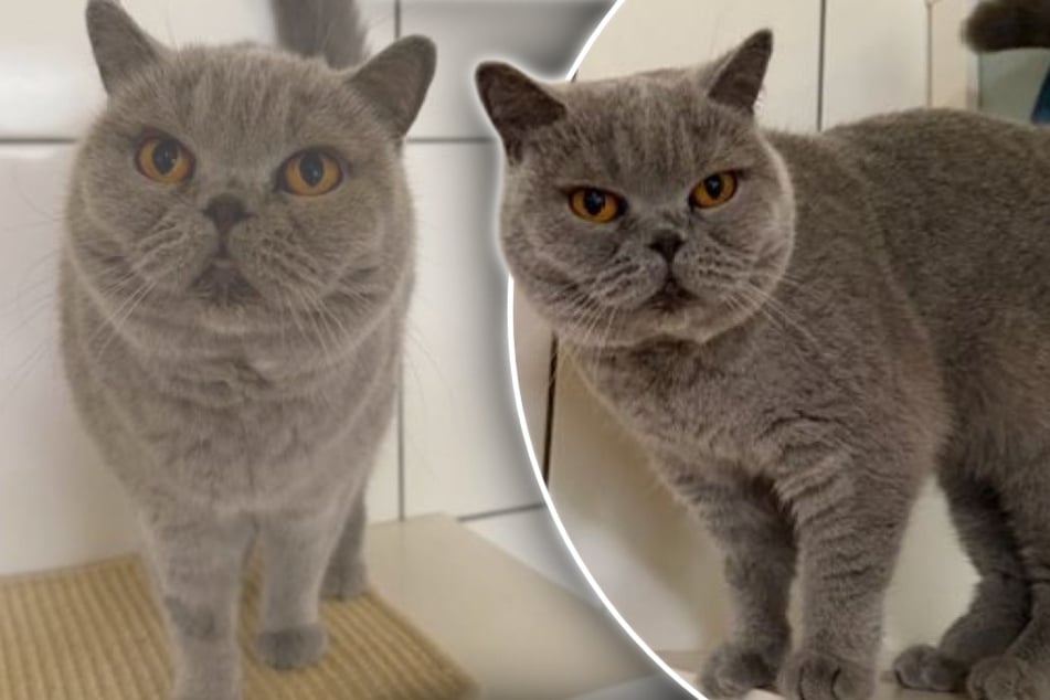 "Achat raté" sur le Net : un chat est acheté puis revendu immédiatement