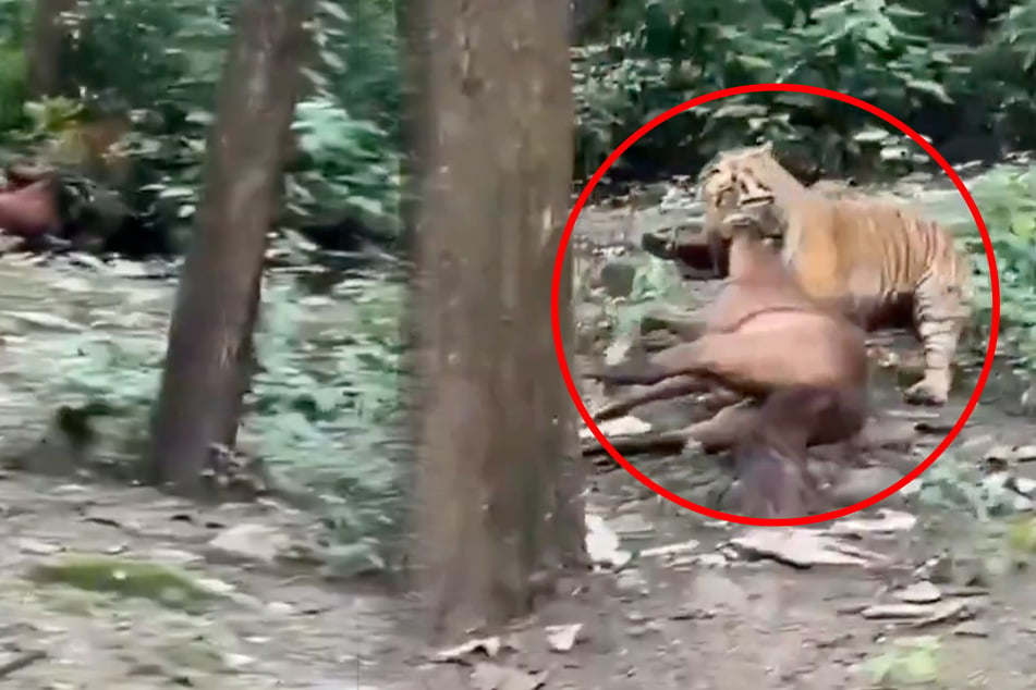 Panik in Siedlung: Tiger greift Pferd an und schleppt es davon