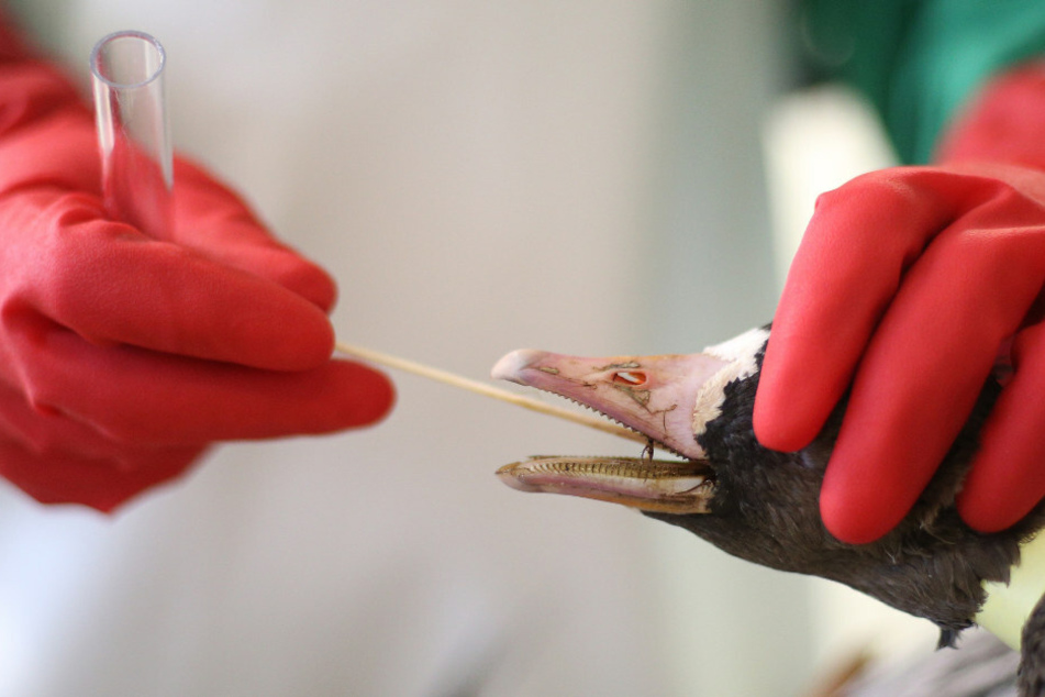 Bei einer Gans wird eine Untersuchung auf die Vogelgrippe unternommen. Auf der Insel Rügen wurde die Geflügelpest bei fünf weiteren Wildvögeln nachgewiesen. (Symbolfoto)