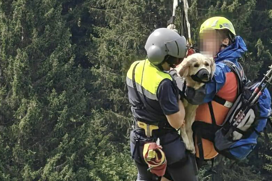Perro Golden Retriever se precipita en un cañón - Rescatadores vuelan con la perra