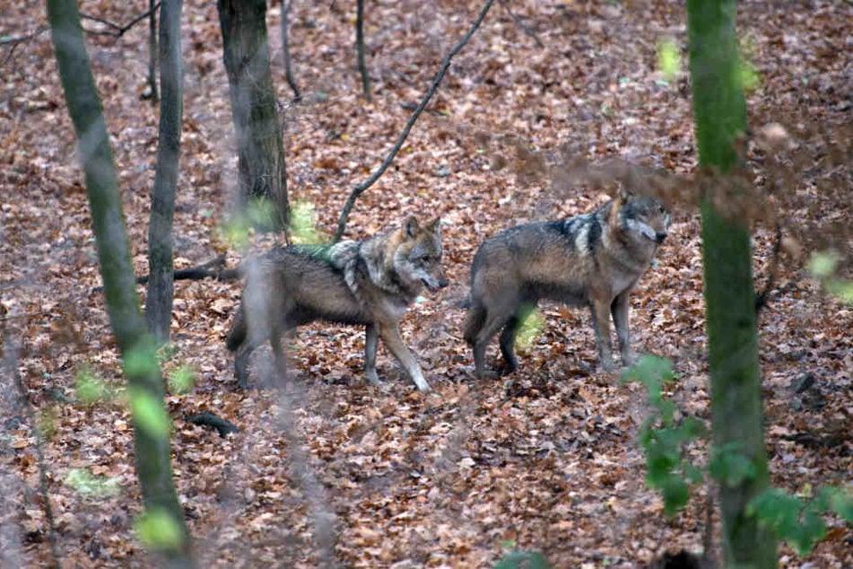 In Deutschland gibt es aktuell 46 Wolfsrudel, die sich konstant vermehren. 