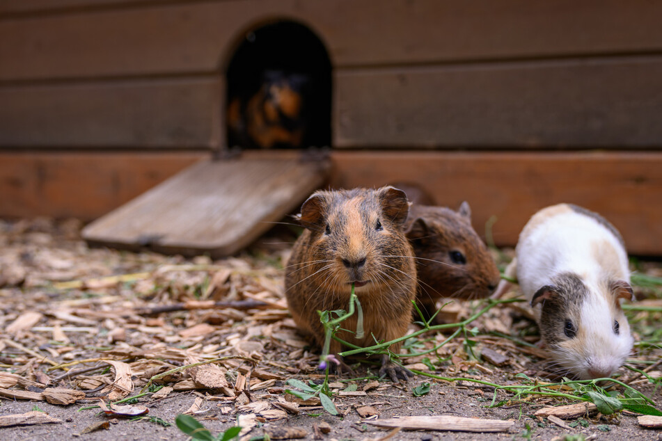 Geeignete Rückzugsorte sind wichtig für die ganzjährige Außenhaltung von Meerschweinchen.