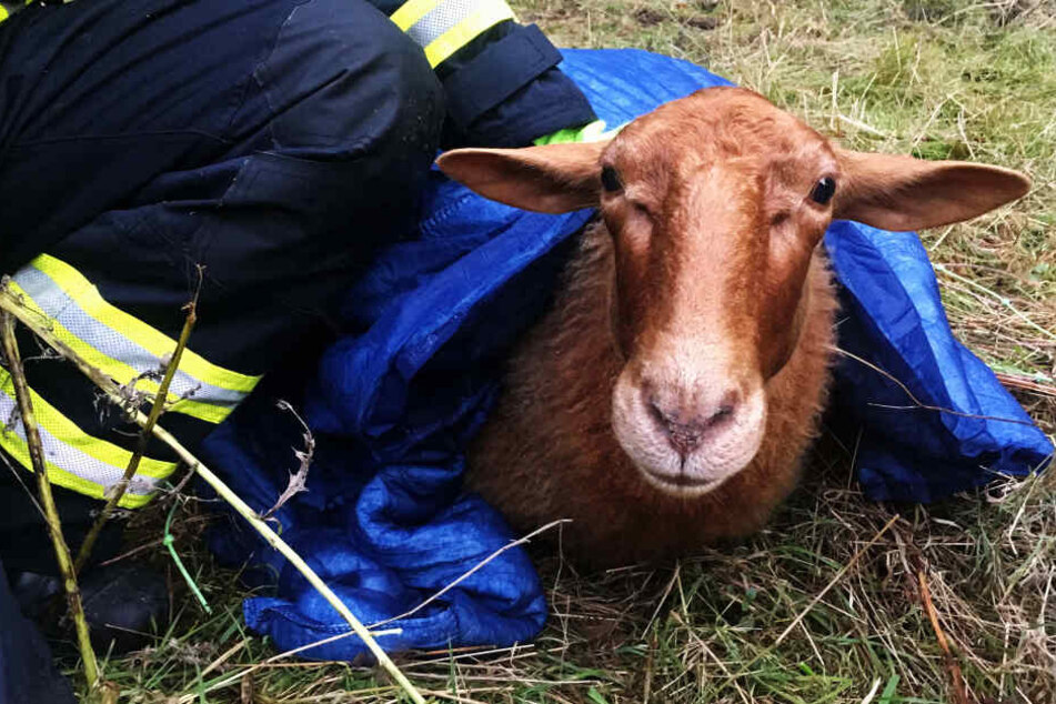 Das Fuchsschaf wurde nach der Befreiung von der Feuerwehr versorgt.