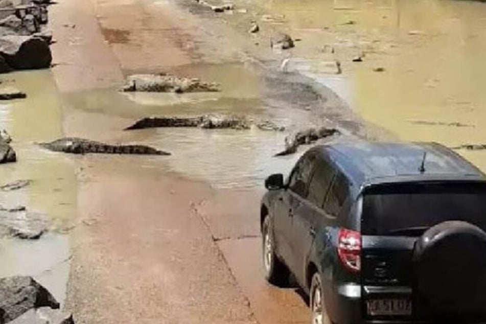 Durch die vielen Reptilien kam das Auto zum Stoppen, was durch den schnellen Gezeitenwechsel am Cahills Crossing gefährlich hätte werden können.