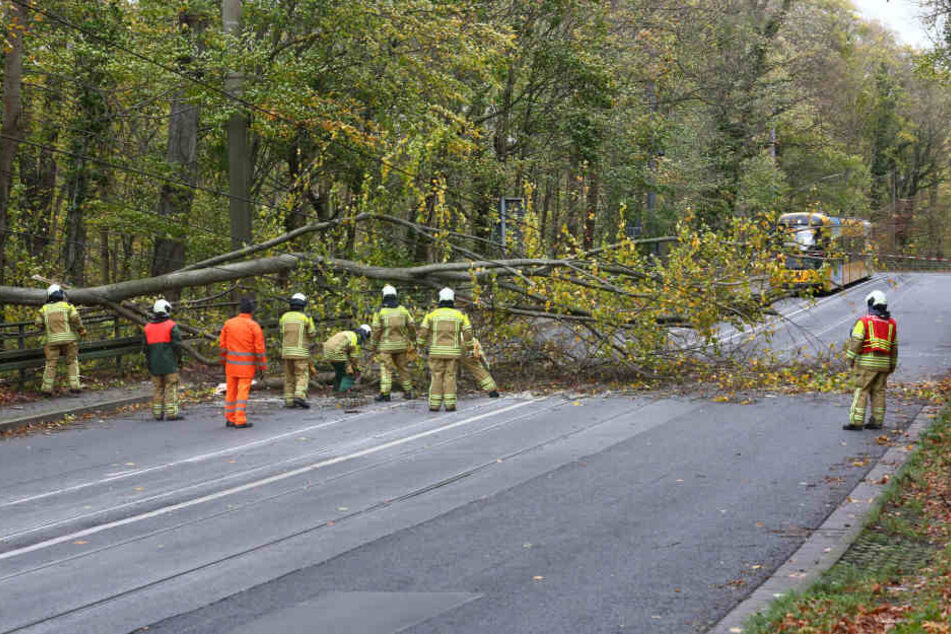 Rettungskräfte versuchen den Baum von den Leitungen zu bewegen.