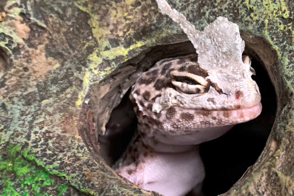 Der Gecko wurde stark unterkühlt am Straßenrand gefunden.
