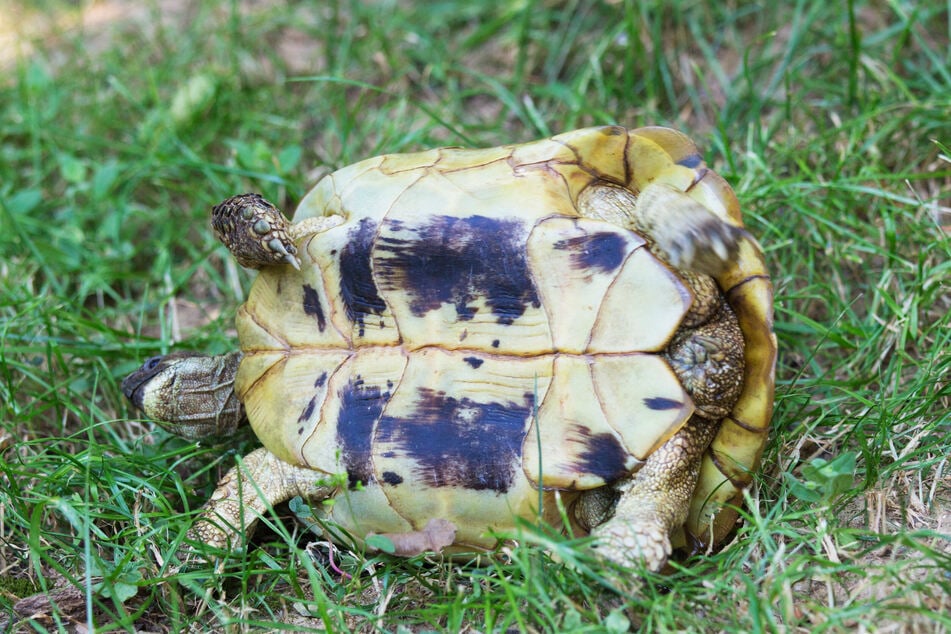 Haben es Schildkröten auf die Seite geschafft, hilft meist die Schwerkraft nach.