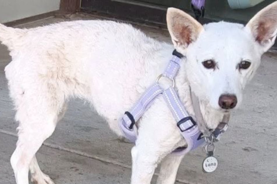 Ihr lief die Zeit davon! Nach wochenlanger, schwieriger Suche endlich ein Happy End für Hündin Luna