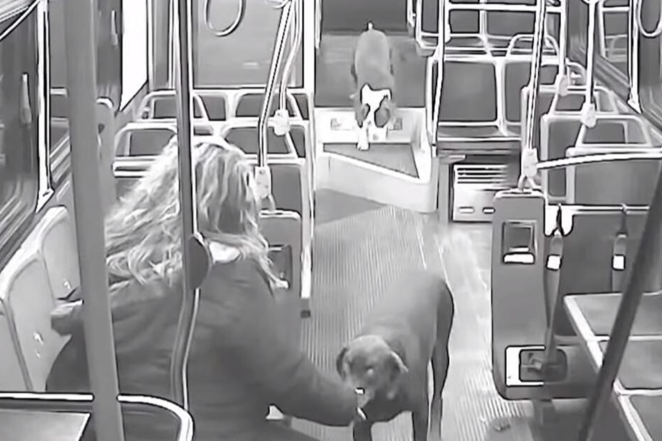 Busfahrerin Jamie Grabowski empfing die Tiere freudig.