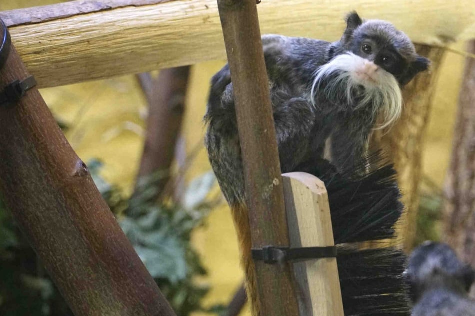 Doppelter Nachwuchs im Dresdner Zoo: Affen-Babys sind da!