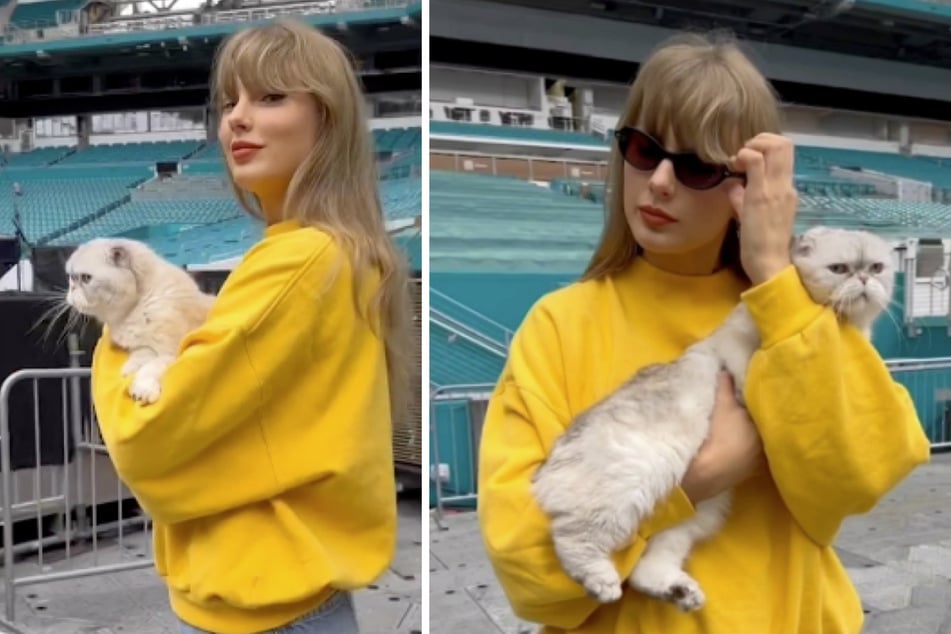 Trotz Sonnenbrille: Katze stiehlt Taylor Swift die Show!